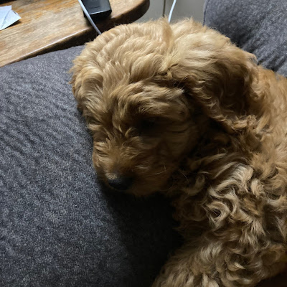 Meet your Posher, Deena